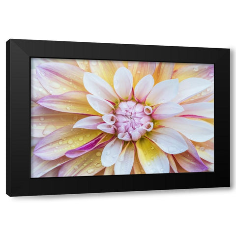 Washington State-Seattle Dahlia Black Modern Wood Framed Art Print by Tilley, Rob