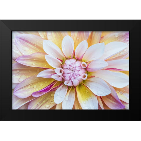 Washington State-Seattle Dahlia Black Modern Wood Framed Art Print by Tilley, Rob