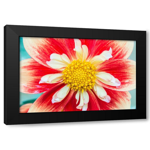 Washington State-Seattle Dahlia Black Modern Wood Framed Art Print with Double Matting by Tilley, Rob