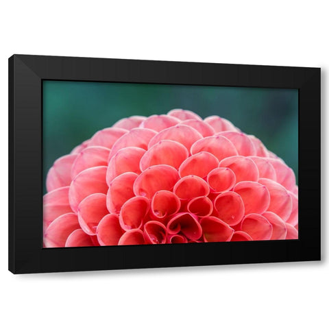 Washington State-Seattle Dahlia Black Modern Wood Framed Art Print with Double Matting by Tilley, Rob