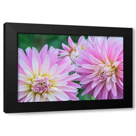 Washington State-Seattle Dahlia Black Modern Wood Framed Art Print with Double Matting by Tilley, Rob