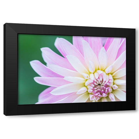 Washington State-Seattle Dahlia Black Modern Wood Framed Art Print with Double Matting by Tilley, Rob