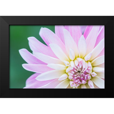 Washington State-Seattle Dahlia Black Modern Wood Framed Art Print by Tilley, Rob