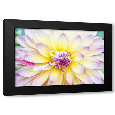 Washington State-Seattle Dahlia Black Modern Wood Framed Art Print with Double Matting by Tilley, Rob