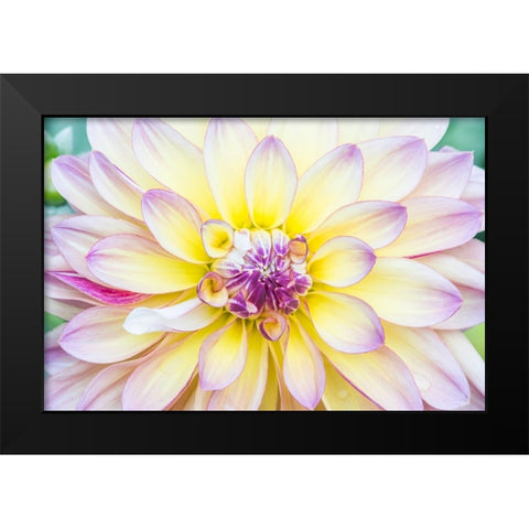 Washington State-Seattle Dahlia Black Modern Wood Framed Art Print by Tilley, Rob
