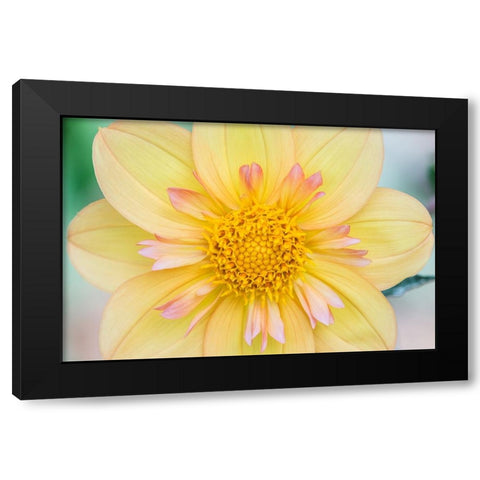 Washington State-Seattle Dahlia Black Modern Wood Framed Art Print by Tilley, Rob