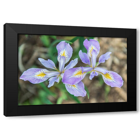 Washington State-Seattle Iris Black Modern Wood Framed Art Print with Double Matting by Tilley, Rob