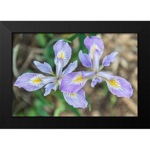Washington State-Seattle Iris Black Modern Wood Framed Art Print by Tilley, Rob