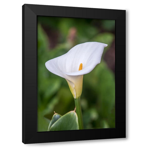 Washington State-Seattle Lily Black Modern Wood Framed Art Print by Tilley, Rob