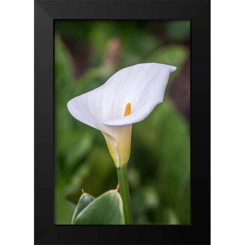Washington State-Seattle Lily Black Modern Wood Framed Art Print by Tilley, Rob