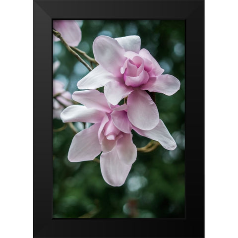 Washington State-Seattle Magnolia Black Modern Wood Framed Art Print by Tilley, Rob