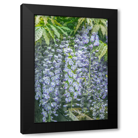 Washington State-Seattle Wisteria Black Modern Wood Framed Art Print with Double Matting by Tilley, Rob