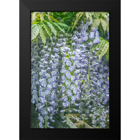 Washington State-Seattle Wisteria Black Modern Wood Framed Art Print by Tilley, Rob