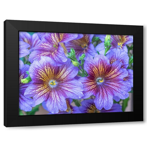 Washington State-Sammamish-Painted tongue flowering during the summer months design and pattern Black Modern Wood Framed Art Print by Gulin, Sylvia