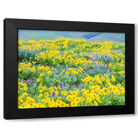 Washington State-Dalles Mountain State Park springtime blooming Lupine and Arrow-leaf Balsamroot Black Modern Wood Framed Art Print with Double Matting by Gulin, Sylvia