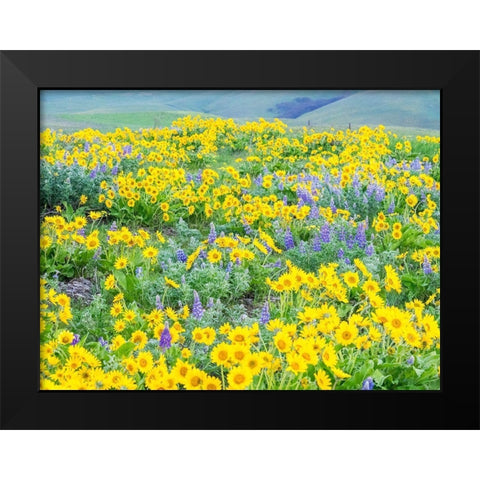 Washington State-Dalles Mountain State Park springtime blooming Lupine and Arrow-leaf Balsamroot Black Modern Wood Framed Art Print by Gulin, Sylvia