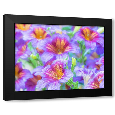 Washington State-Sammamish-Painted tongue flowering during the summer months design and pattern Black Modern Wood Framed Art Print by Gulin, Sylvia