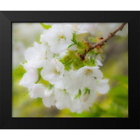 Washington State-Seattle-Washington Arboretum-Springtime cherry blooming Black Modern Wood Framed Art Print by Gulin, Sylvia