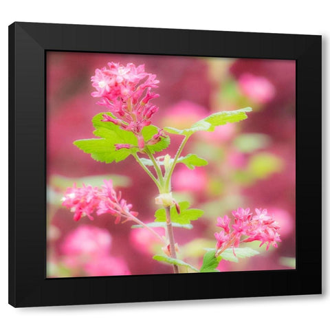 Washington State-Sammamish-spring flowering Currant Black Modern Wood Framed Art Print by Gulin, Sylvia