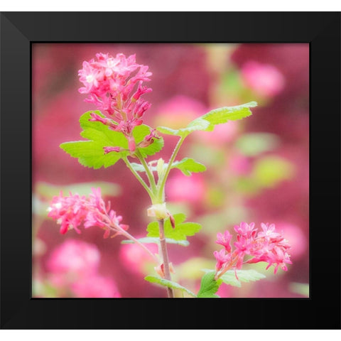 Washington State-Sammamish-spring flowering Currant Black Modern Wood Framed Art Print by Gulin, Sylvia