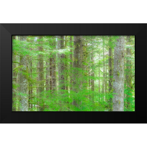Washington State Hump tulips Hemlock evergreen forest Black Modern Wood Framed Art Print by Gulin, Sylvia