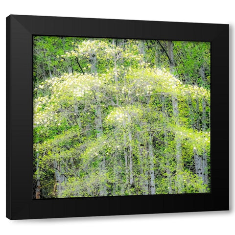Washington State-Snoqualmie forest edge in spring with dogwoods blooming Black Modern Wood Framed Art Print with Double Matting by Gulin, Sylvia