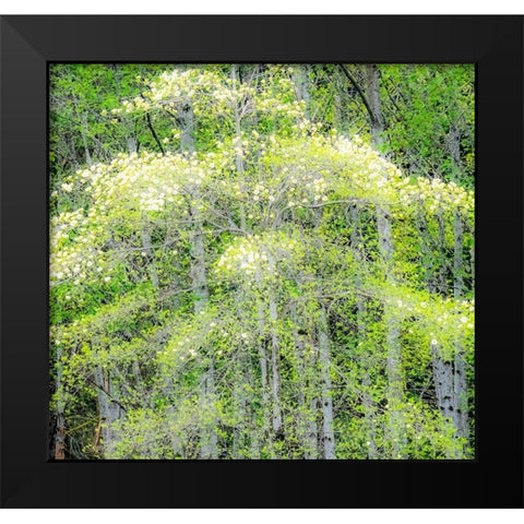 Washington State-Snoqualmie forest edge in spring with dogwoods blooming Black Modern Wood Framed Art Print by Gulin, Sylvia