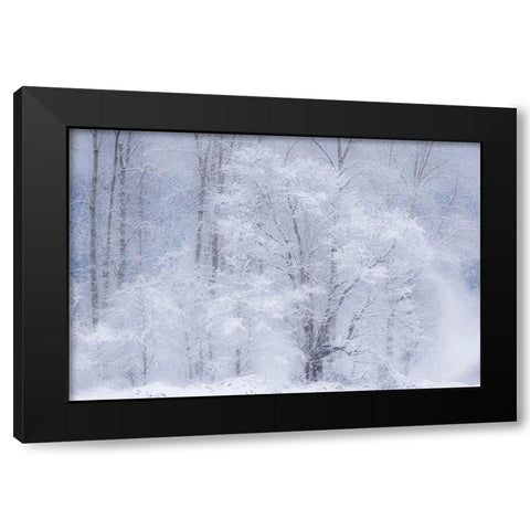 Washington State-Fall City valley with fresh snows on Cottonwoods Black Modern Wood Framed Art Print by Gulin, Sylvia