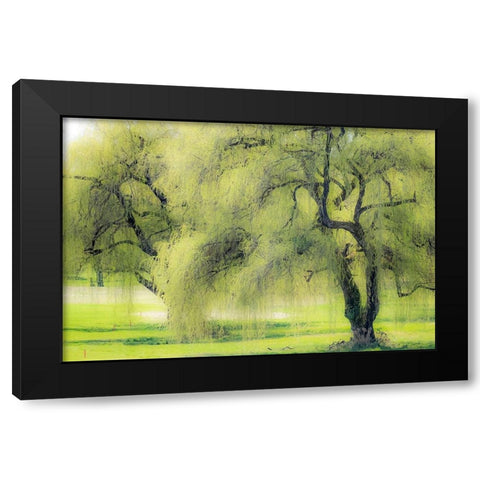 Washington State-Medina spring greens willow tree Black Modern Wood Framed Art Print by Gulin, Sylvia