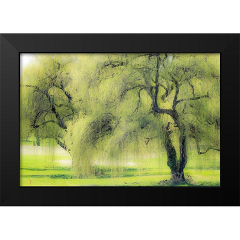 Washington State-Medina spring greens willow tree Black Modern Wood Framed Art Print by Gulin, Sylvia
