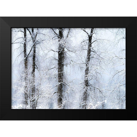Washington State-Fall City valley with fresh snows on Cottonwoods Black Modern Wood Framed Art Print by Gulin, Sylvia