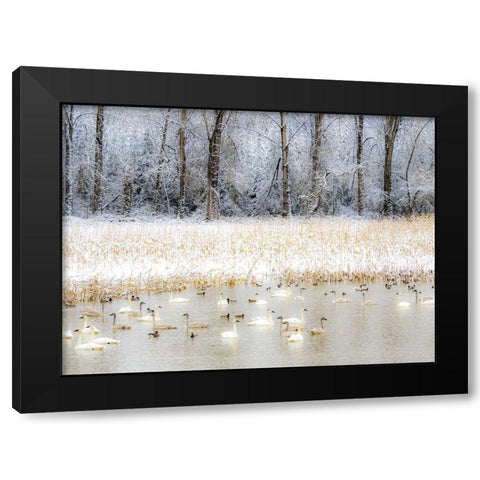 Washington State-Fall City flooded pond with winters fresh snow and Trumpeter swans and ducks Black Modern Wood Framed Art Print by Gulin, Sylvia