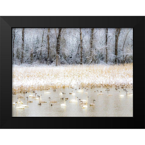 Washington State-Fall City flooded pond with winters fresh snow and Trumpeter swans and ducks Black Modern Wood Framed Art Print by Gulin, Sylvia
