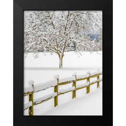 Washington State-Fall City-fresh snow on trees and fence Black Modern Wood Framed Art Print by Gulin, Sylvia