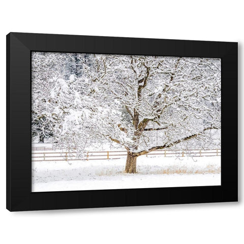 Washington State-Fall City-fresh snow on trees and fence Black Modern Wood Framed Art Print by Gulin, Sylvia