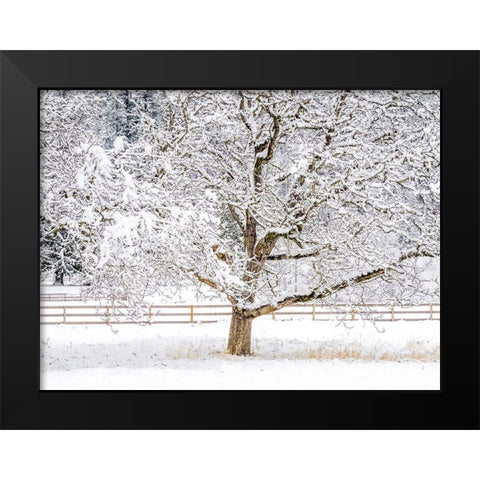 Washington State-Fall City-fresh snow on trees and fence Black Modern Wood Framed Art Print by Gulin, Sylvia