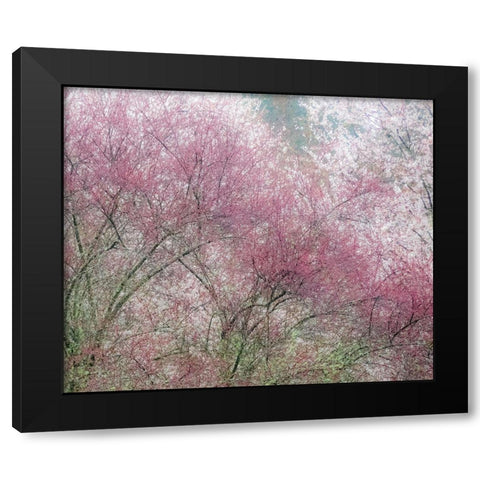 Washington State-Fall City springtime and cherry trees just beginning to bloom Black Modern Wood Framed Art Print with Double Matting by Gulin, Sylvia