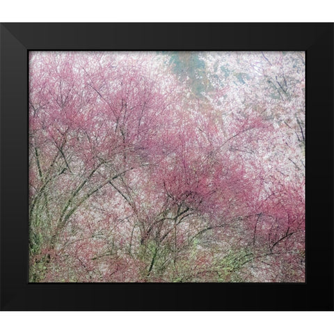 Washington State-Fall City springtime and cherry trees just beginning to bloom Black Modern Wood Framed Art Print by Gulin, Sylvia
