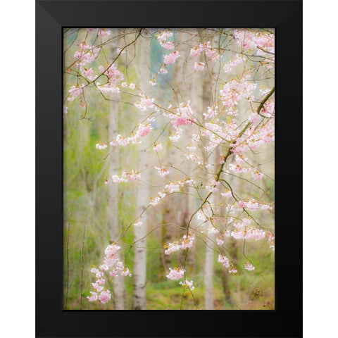 Washington State-Fall City springtime and cherry trees just beginning to bloom Black Modern Wood Framed Art Print by Gulin, Sylvia