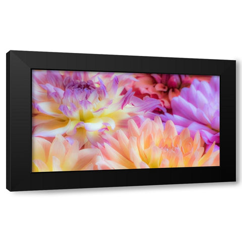 Washington State-Sammamish Dahlia flower design and patterns Black Modern Wood Framed Art Print by Gulin, Sylvia