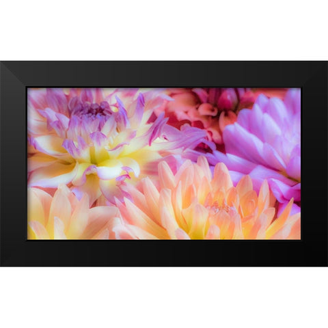 Washington State-Sammamish Dahlia flower design and patterns Black Modern Wood Framed Art Print by Gulin, Sylvia