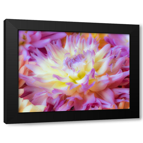 Washington State-Sammamish Dahlia flower design and patterns Black Modern Wood Framed Art Print by Gulin, Sylvia