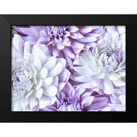 Washington State-Sammamish Dahlia flower design and patterns Black Modern Wood Framed Art Print by Gulin, Sylvia
