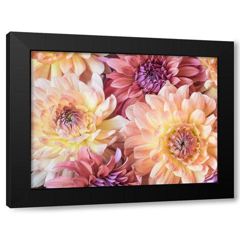 Washington State-Sammamish Dahlia flower design and patterns Black Modern Wood Framed Art Print with Double Matting by Gulin, Sylvia