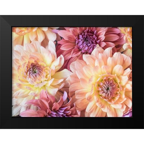 Washington State-Sammamish Dahlia flower design and patterns Black Modern Wood Framed Art Print by Gulin, Sylvia