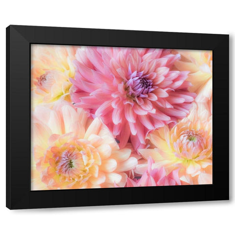 Washington State-Sammamish Dahlia flower design and patterns Black Modern Wood Framed Art Print with Double Matting by Gulin, Sylvia