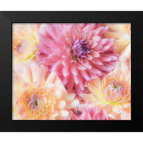 Washington State-Sammamish Dahlia flower design and patterns Black Modern Wood Framed Art Print by Gulin, Sylvia