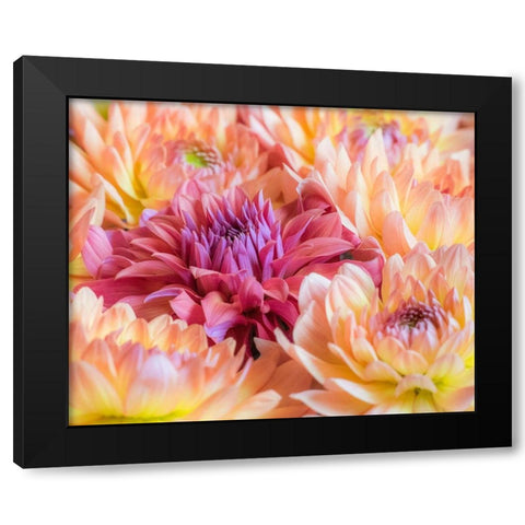 Washington State-Sammamish Dahlia flower design and patterns Black Modern Wood Framed Art Print by Gulin, Sylvia