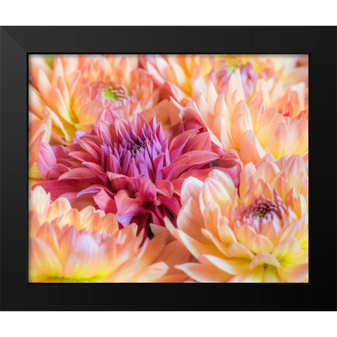 Washington State-Sammamish Dahlia flower design and patterns Black Modern Wood Framed Art Print by Gulin, Sylvia