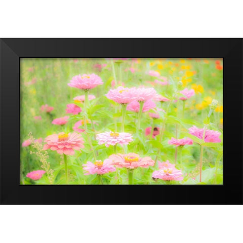 Washington State-Oakville-Pacific Northwest zinnia flower Black Modern Wood Framed Art Print by Gulin, Sylvia